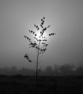 Gegenlichtaufnahme, S/W